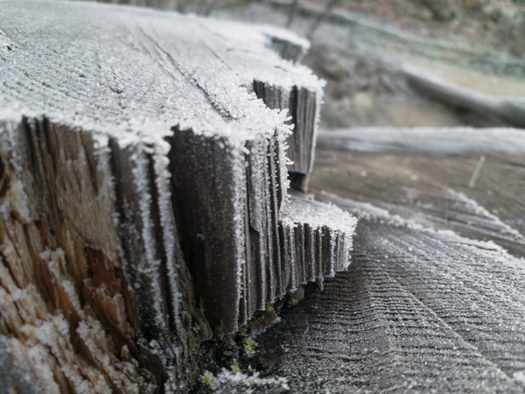 Frost am Baumstumpf