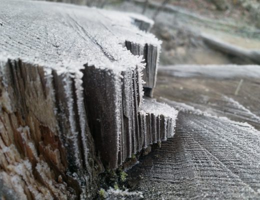 Frost am Baumstumpf