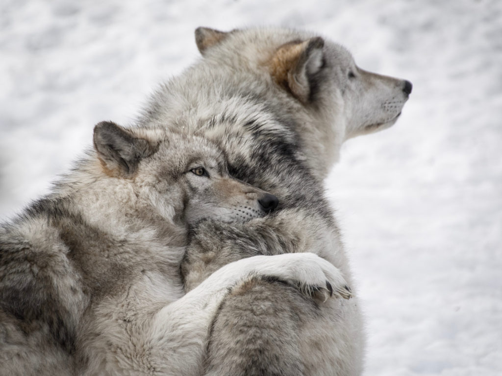 Fotocredit: unsplash.com/Yannick Menard